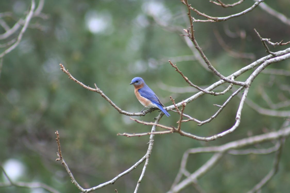 Free stock photo of Eastern Bluebird