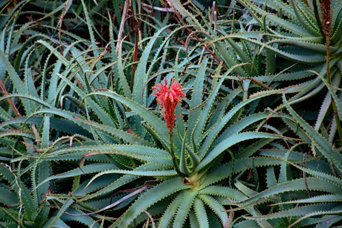 Red Flower of Blooming Aloe