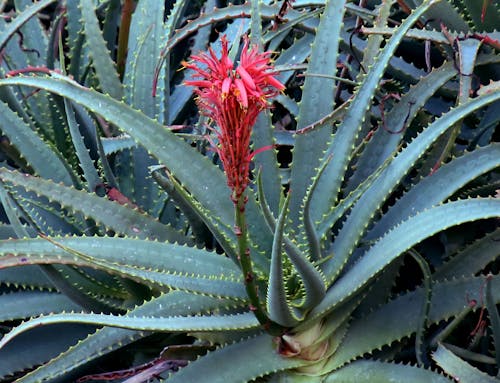 Close-up of a Flowering Aloe 
