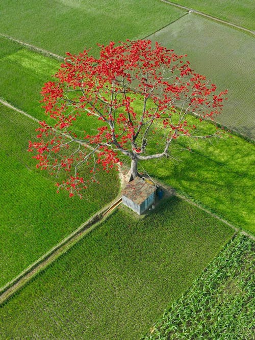 나무, 논, 농업의 무료 스톡 사진