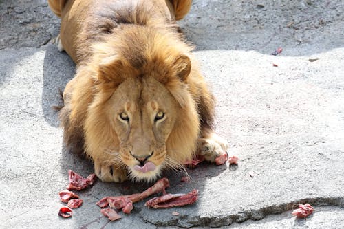 A lion eating some meat on the ground