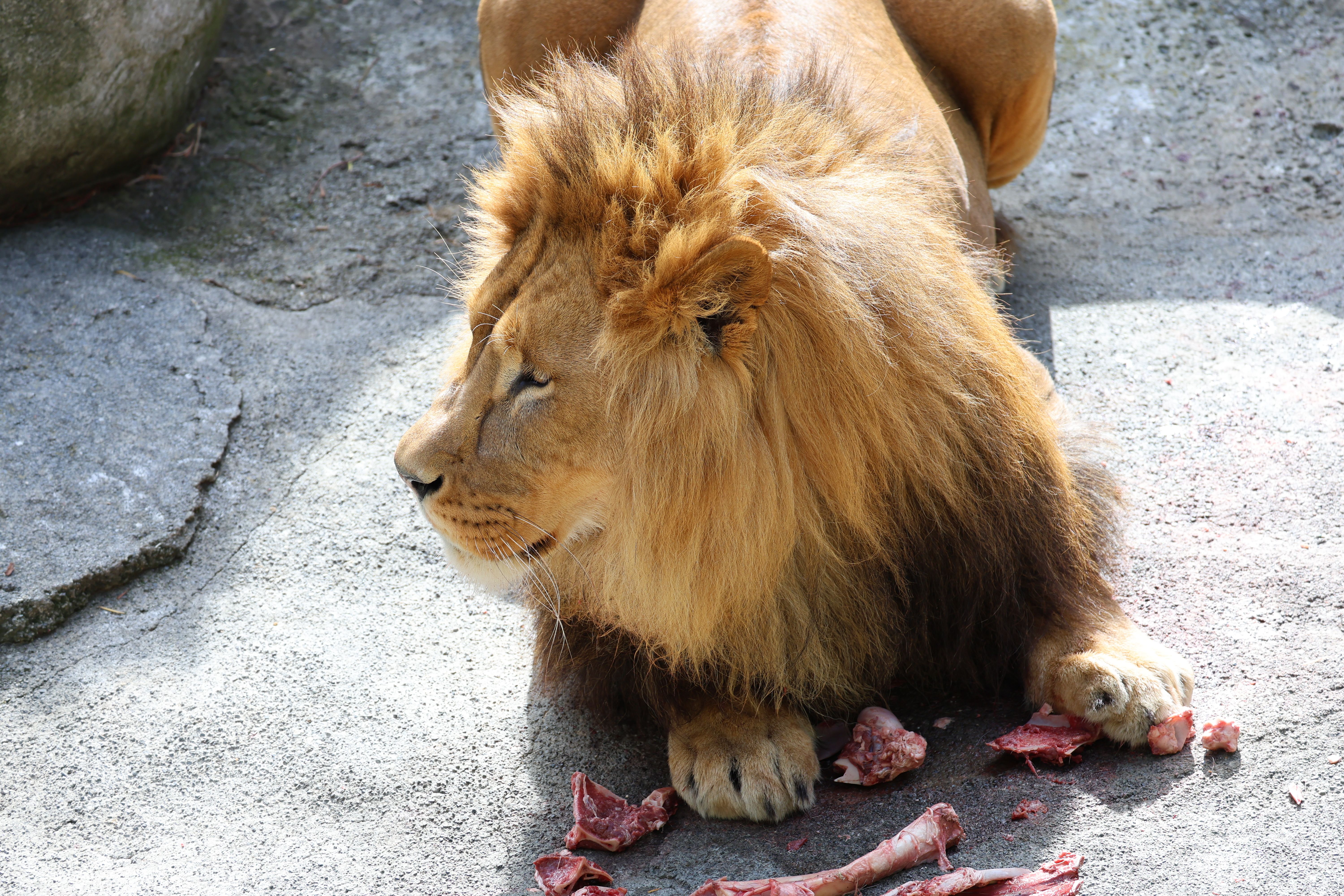 A lion laying on the ground with fresh meat, showcasing its majestic mane in a zoo setting.