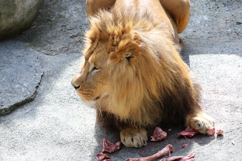 Free Lion Lying Down with Food in Zoo Stock Photo