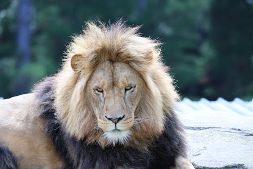 Free Portrait of Lion in Zoo Stock Photo