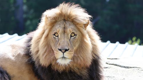 Free A stunning close-up of a regal lion basking in sunlight, capturing its intense gaze and magnificent mane. Stock Photo