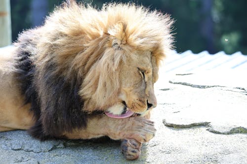 A lion is laying on a rock with his mouth open