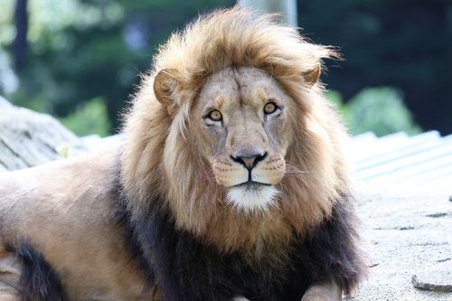 Free A close-up photograph of a majestic lion resting on a sunlit rock, showcasing its magnificent mane. Stock Photo