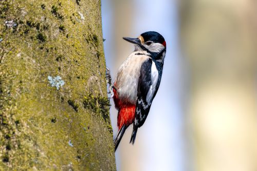 Free Close-up of a Great Spotted Woodpecker perched on a tree trunk outdoors, capturing wildlife's natural beauty. Stock Photo