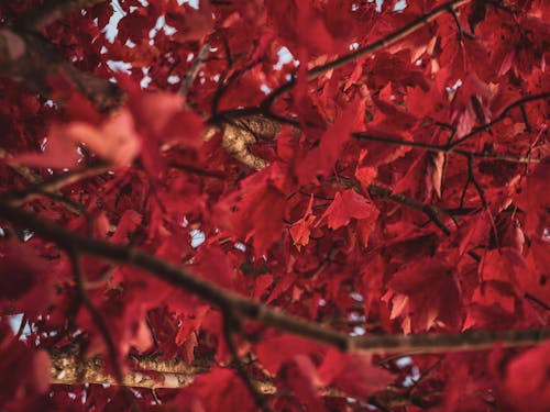 红叶树的特写照片