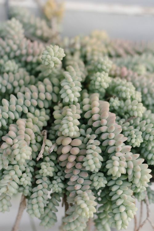 Free A lush donkey tail succulent with plump cascading leaves in soft pastel hues. Stock Photo