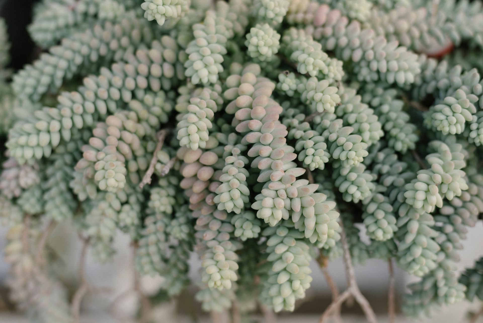 A detailed close-up of a succulent plant with overlapping, curved leaves in a soft focus setting.