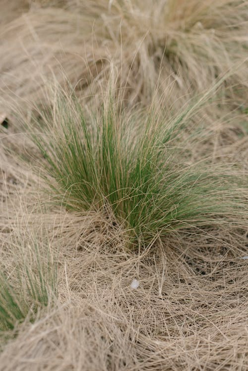 A close up of some grass in the sand