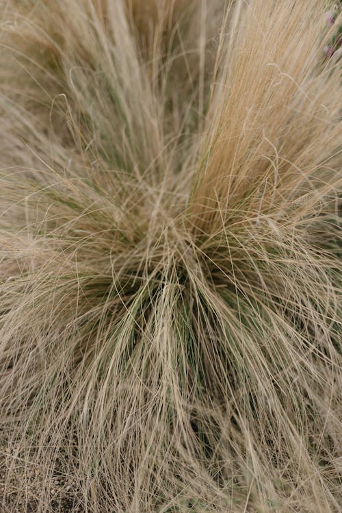 A close up of a brown grass plant