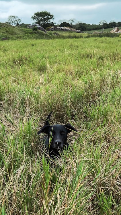 A black dog is hiding in the tall grass