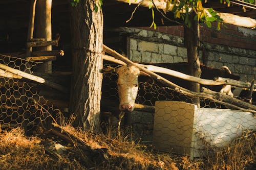 A cow is standing in a wooden pen