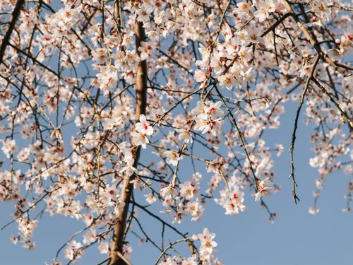 Free Beautiful cherry blossoms in full bloom, symbolizing spring's arrival. Stock Photo