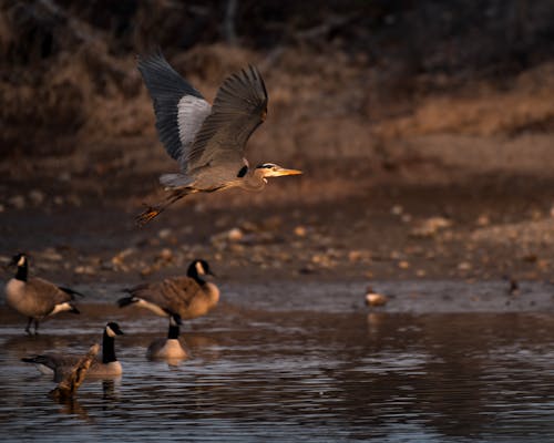 A bird flying over a body of water with geese