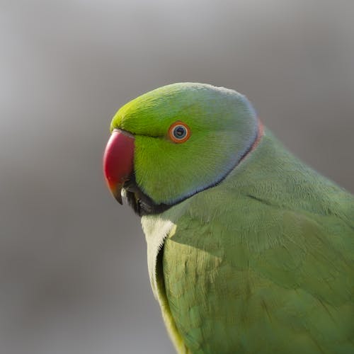 Portrait of Rose-ringed Parakeet