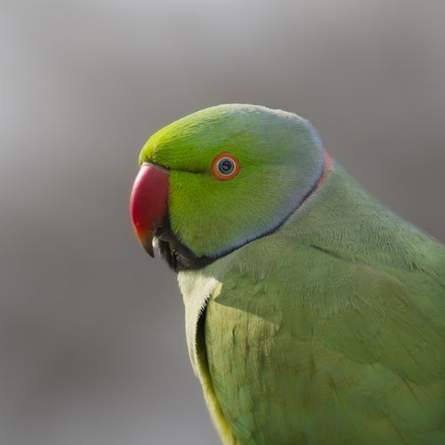 Free Close-up shot of a vivid green rose-ringed parakeet, showcasing its natural beauty. Stock Photo