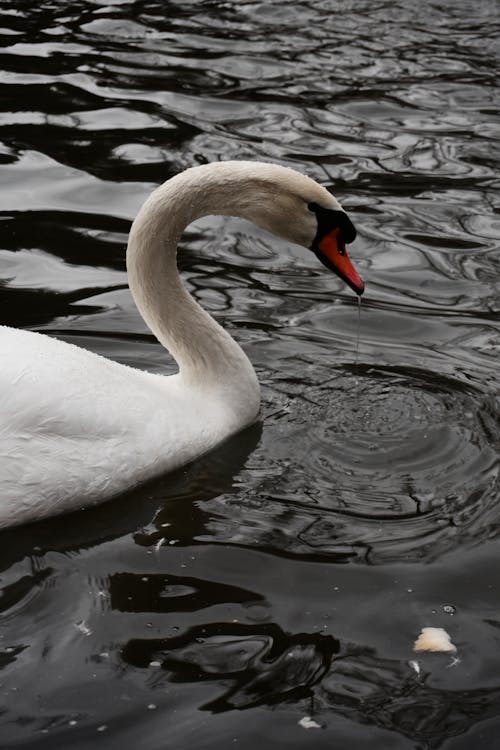 A swan swimming in the water with its head down