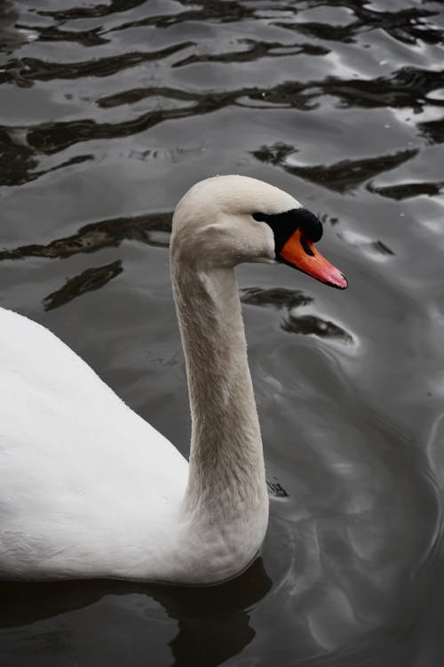 A swan is swimming in the water with its head up