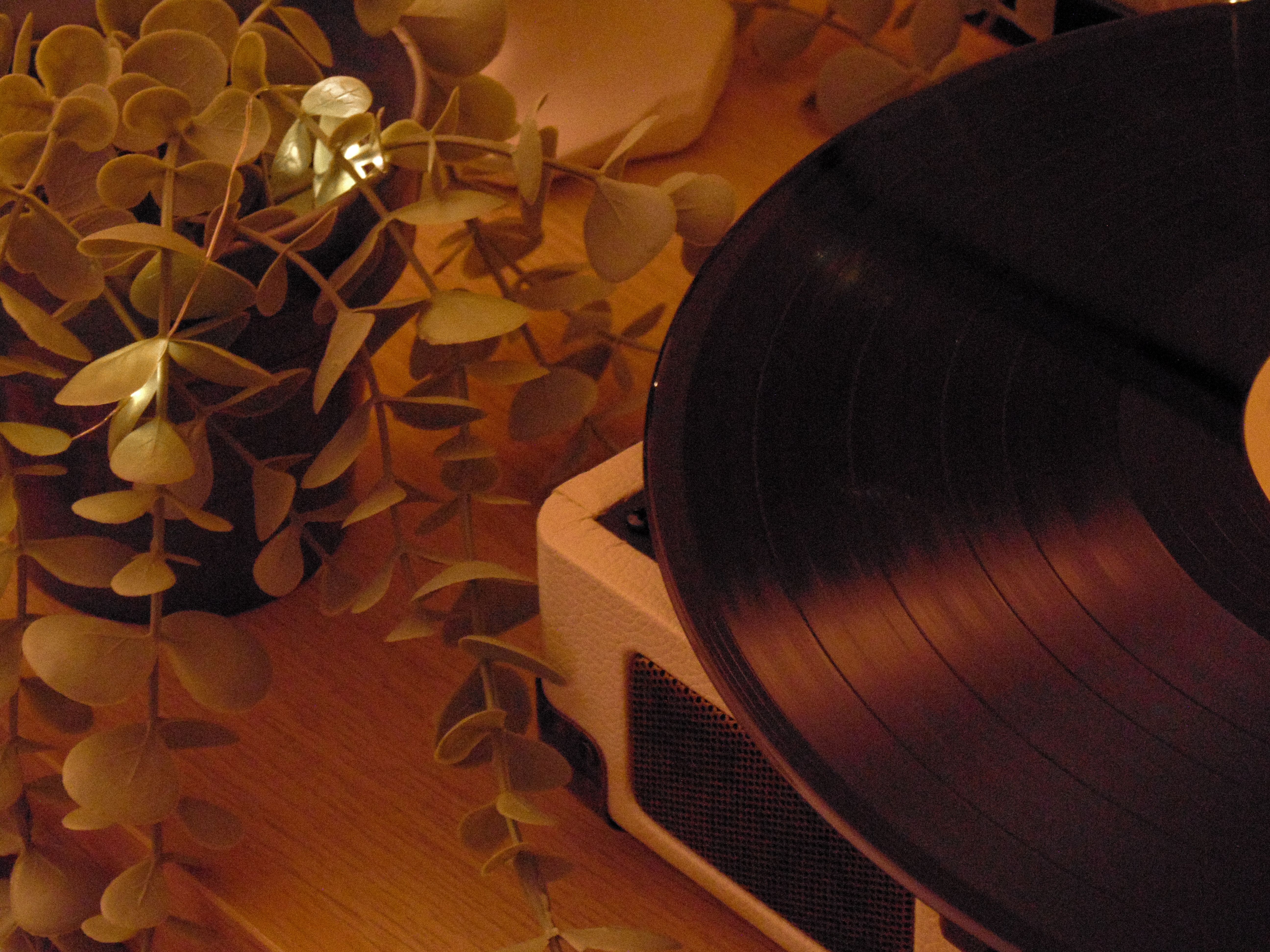 Close-up of a vinyl record and houseplant creating a nostalgic vibe.