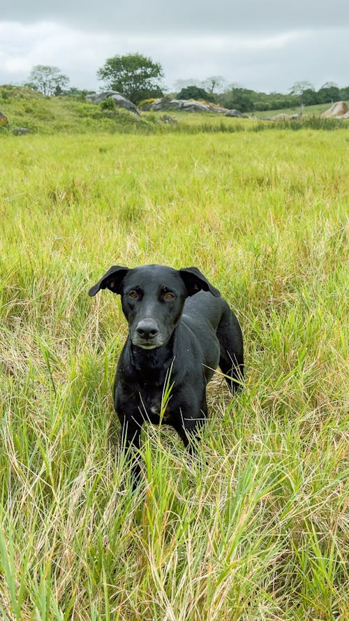 Immagine gratuita di animale domestico, campo, cane nero