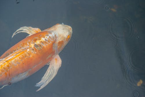 Ingyenes stockfotó hal, halastó, japán kert témában