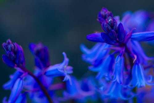 Ingyenes stockfotó gyönyörű virágok, világos kék háttér témában