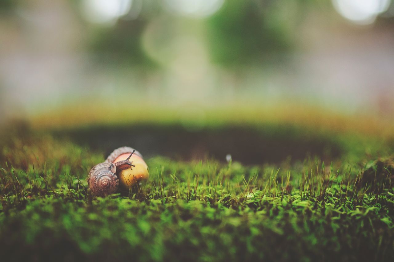 close up of a snail on green moss with blurred background capturing na