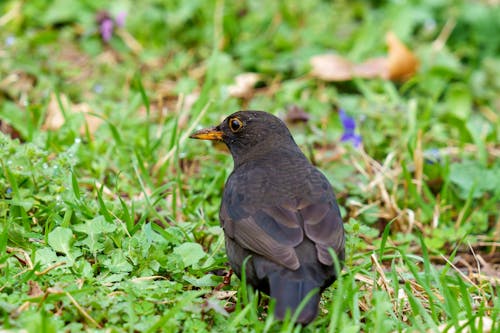 The common blackbird (Turdus merula) is a species of true thrush. It is also called the Eurasian blackbird (especially in North America, to distinguish it from the unrelated New World blac...