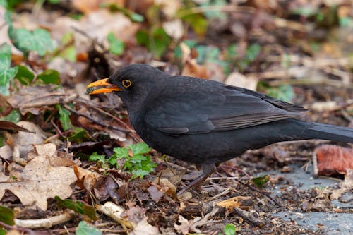 The common blackbird (Turdus merula) is a species of true thrush. It is also called the Eurasian blackbird (especially in North America, to distinguish it from the unrelated New World blac...