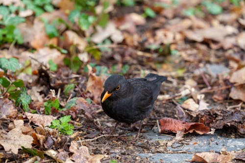 The common blackbird (Turdus merula) is a species of true thrush. It is also called the Eurasian blackbird (especially in North America, to distinguish it from the unrelated New World blac...