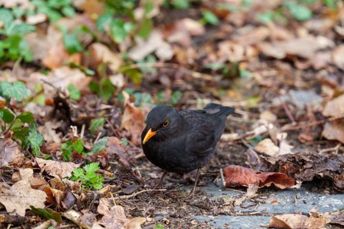 Free Blackbird foraging on the ground amidst fallen leaves in a park setting. Stock Photo
