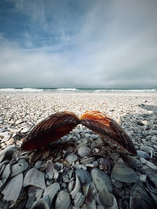 껍데기, 바다, 수직 쐈어의 무료 스톡 사진