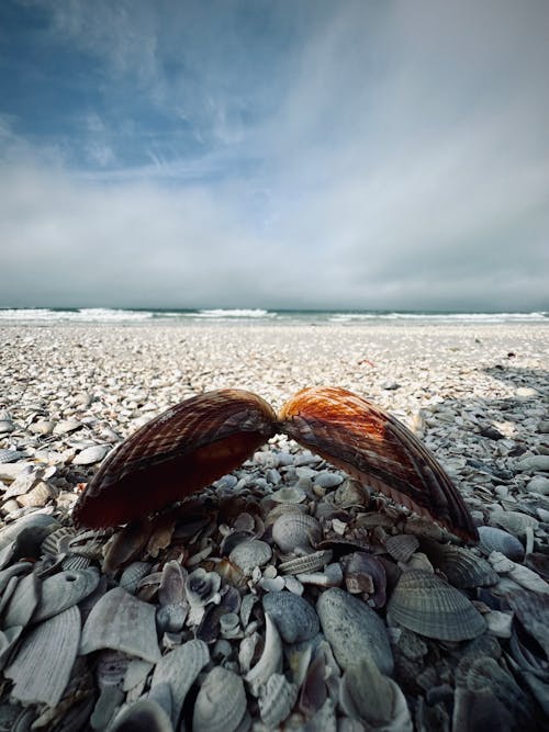 A shell on the beach with the ocean in the background