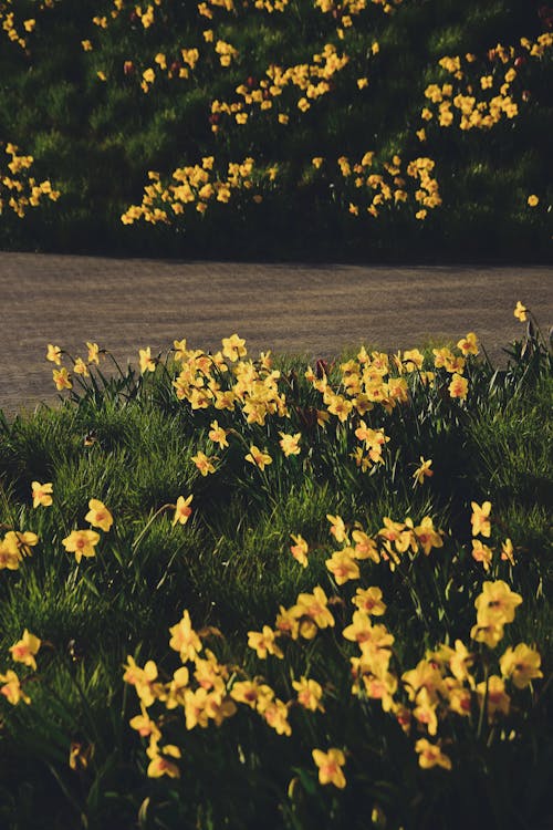 Gratis lagerfoto af blomster, græs, gule kronblade