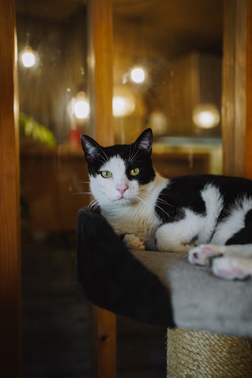 Darmowe zdjęcie z galerii z czarno-biały kot, domowy, drapak dla kota