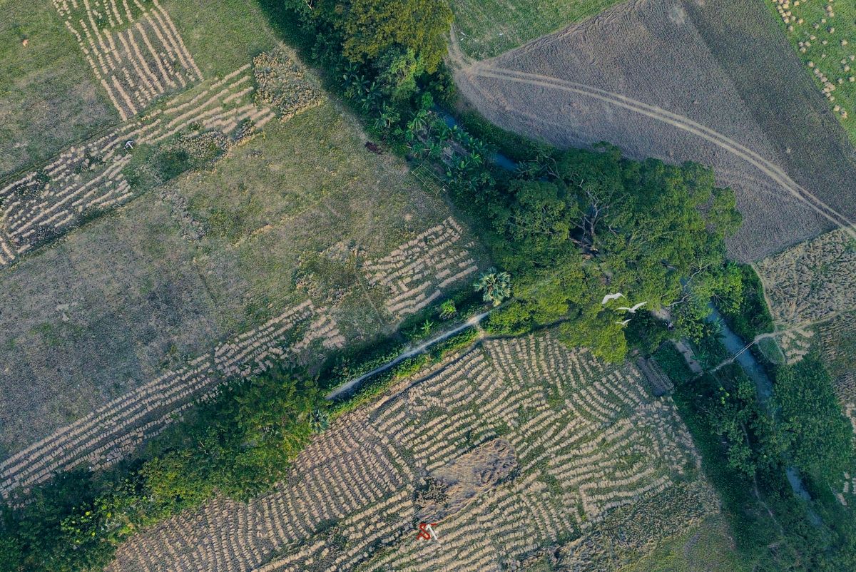 Aerial View of Lush Green Fields in Bangladesh · Free Stock Photo