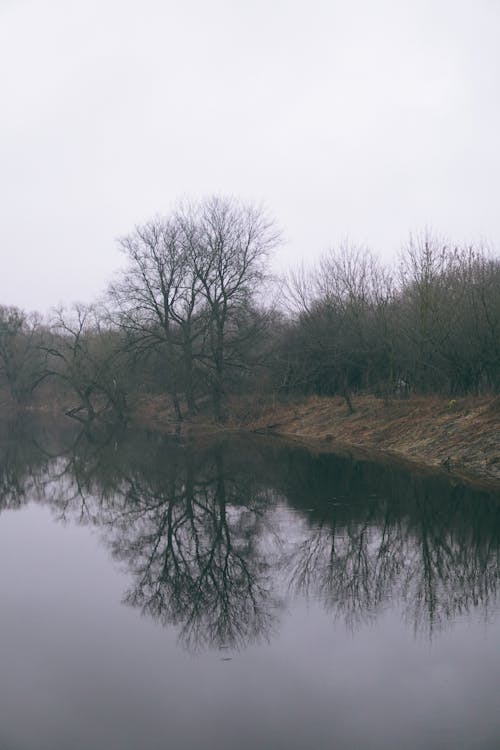 View of Leafless Trees Reflecting in a Body of Water on a Foggy Day in Autumn 