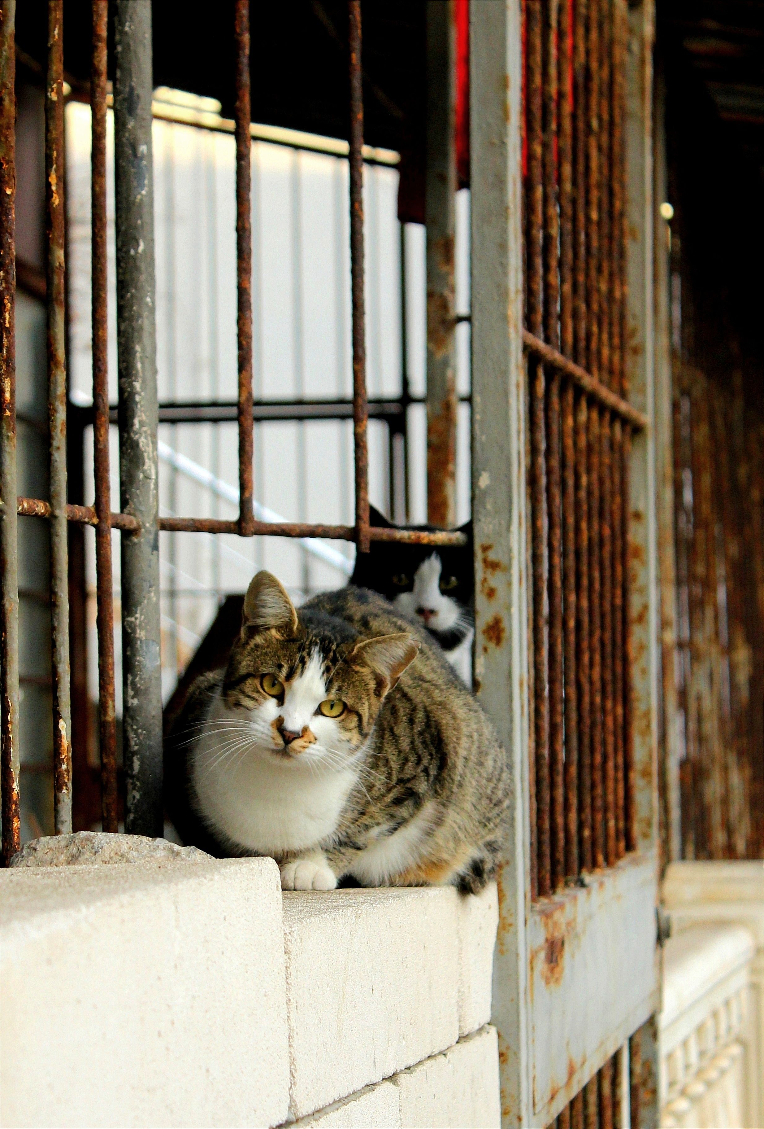 A cat is sitting on a ledge next to a wall · Free Stock Photo