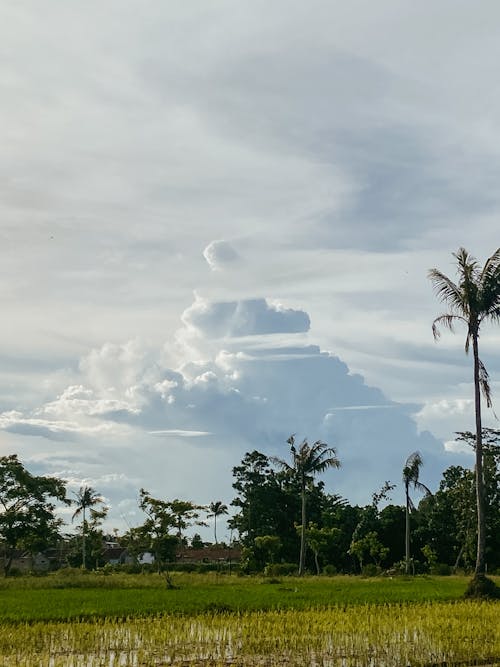 A cloud formation over a rice field