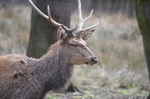 Stag in Forest