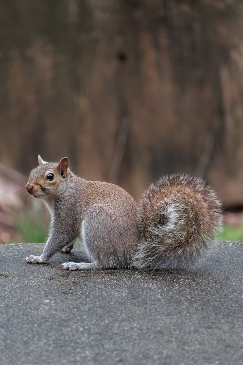 Photos gratuites de écureuil, fond d'écran mobile, mise au point sélective
