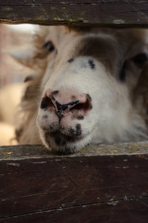 A sheep with a black nose sticking out of a wooden fence