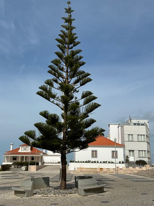 Free A tall pine tree in a modern plaza at Torres Vedras, Lisbon under a clear sky. Stock Photo