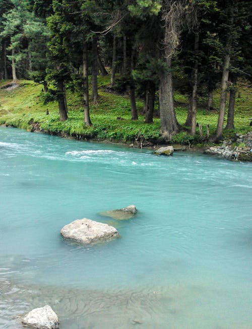 A river with rocks and trees in the background