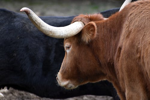 A bull with long horns standing next to another bull