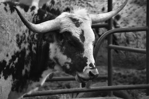 A black and white photo of a longhorn bull