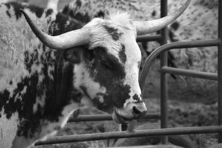 32 Best Heat-Tolerant Cattle Breeds for South Texas Ranchers 32 Best Heat-Tolerant Cattle Breeds for South Texas Ranchers